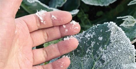 Frost hits Benguet town .